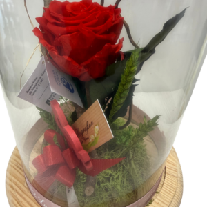 Cúpula con rosa preservada roja - Bella y Bestia