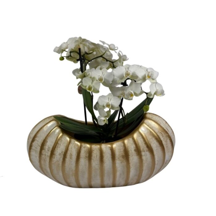 Centro Luxury de Orquídeas Blancas para Decoración
