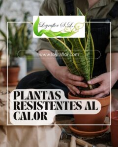 Plantas resistentes al calor: las mejores opciones para tu hogar
