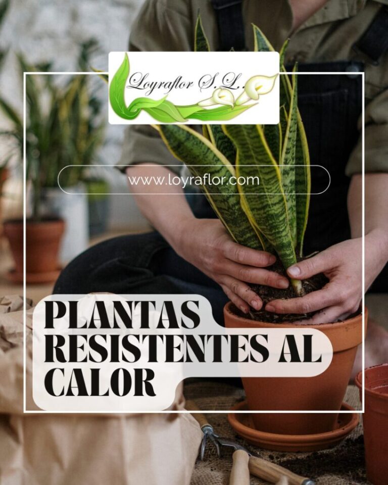 Plantas resistentes al calor: las mejores opciones para tu hogar