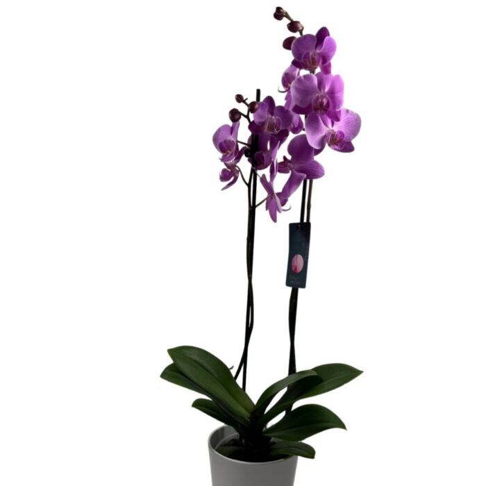 Orquídea Fucsia Natural en Maceta Decorativa