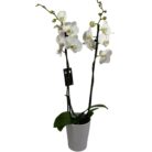 Orquídea Blanca en Maceta Decorativa