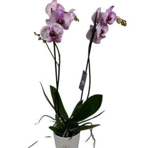 Orquídea Exótica Phalaenopsis Bicolor