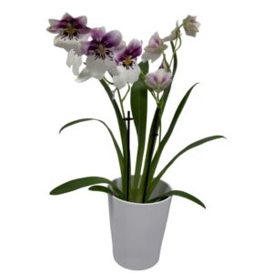 Planta de Orquídea Cambria Decorativa