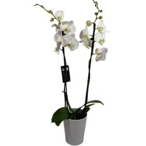 Orquídea Blanca en Maceta Decorativa