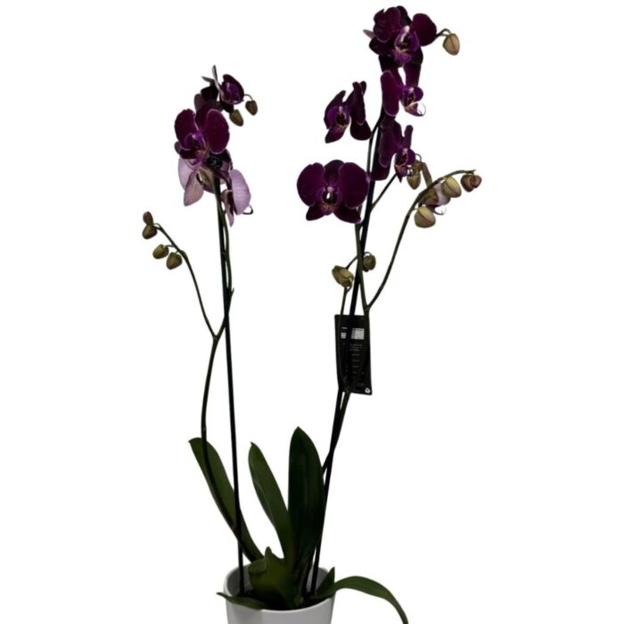 Orquídea Burdeos Premium en Maceta Decorativa