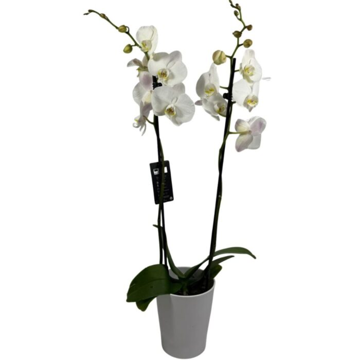 Orquídea Blanca en Maceta Decorativa