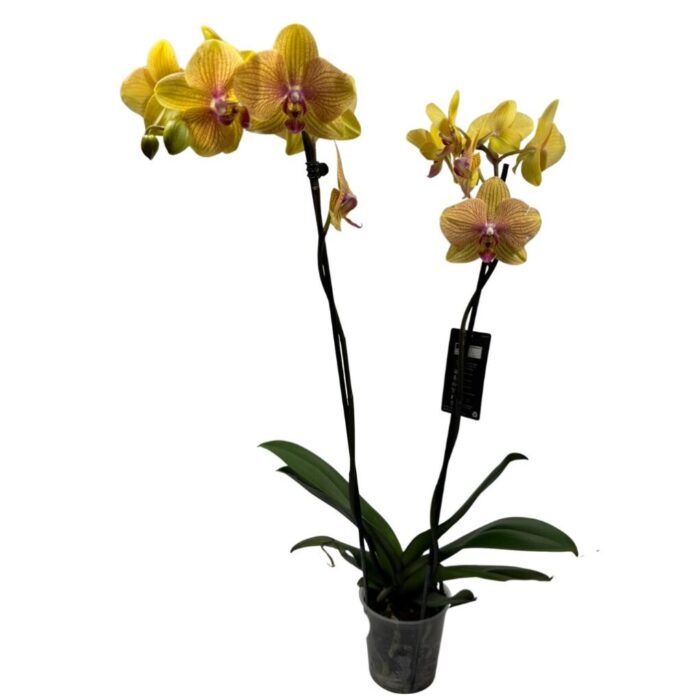 Orquídea Exótica Amarilla con Doble Vara Floral Orquídea Exótica Amarilla con Doble Vara Floral