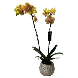Orquídea Exótica Amarilla con Doble Vara Floral