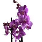 Orquídea Fucsia Natural en Maceta Decorativa