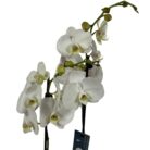 Orquídea Blanca en Maceta Decorativa