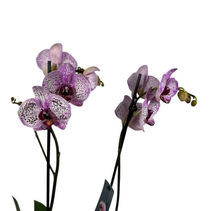 Orquídea Exótica Phalaenopsis Bicolor