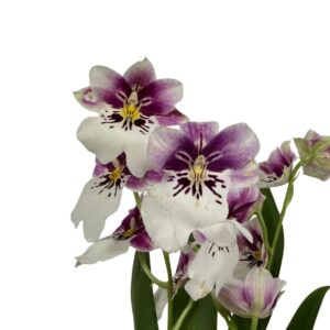 Planta de Orquídea Cambria Decorativa