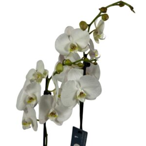 Orquídea Blanca en Maceta Decorativa