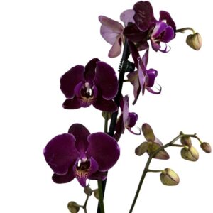 Orquídea Burdeos Premium en Maceta Decorativa
