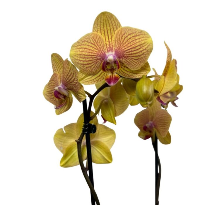 Orquídea Exótica Amarilla con Doble Vara Floral Orquídea Exótica Amarilla con Doble Vara Floral